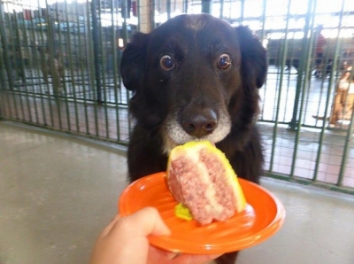 Cão vira sensação ao ser fotografado com olhar vidrado em bolo