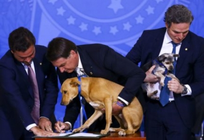 Maus-tratos contra cães ou gatos: Lei aumenta pena para de até cinco anos 