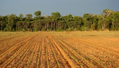 Marília e região são destaques em recuperação de mata nativa, segundo estudo da USP