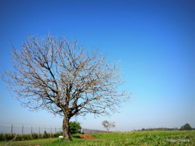 Definida a programação da Semana da Árvore