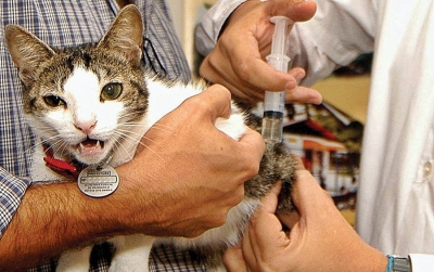 Vacinação antirrábica segue sábado. Zoonoses alerta para a segurança