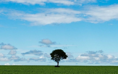 Censo mostra aumento da área destinada à agricultura no país