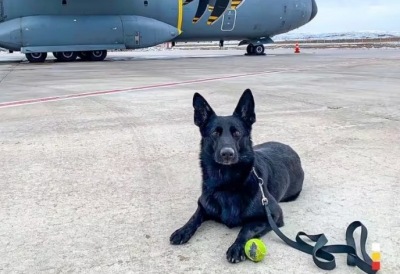 Heroína brasileira: Cadela que atuou em Brumadinho salva 4 pessoas na Turquia