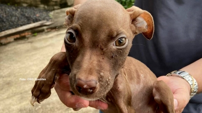 Maus tratos: ONG de Marília resgata filhote de pitbull 