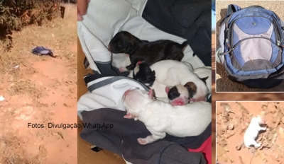 Filhotes de cachorro são encontrados abandonados em mochila e causa revolta em Marília
