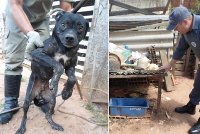 Polícia Ambiental resgata cachorros em Marília
