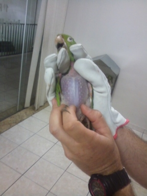 PM Ambiental resgata pássaros em Marília