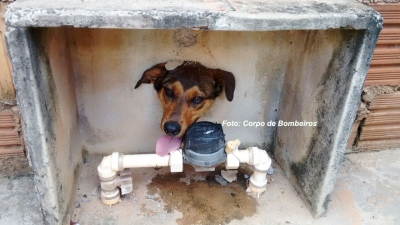 Cãozinho fica com cabeça presa em buraco no muro