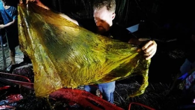 Baleia é encontrada morta com 40 kg de plástico no estômago. 