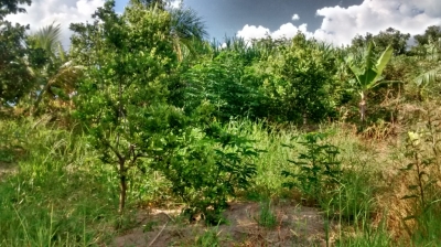 Crimes ambientais são registrados em Marília e região