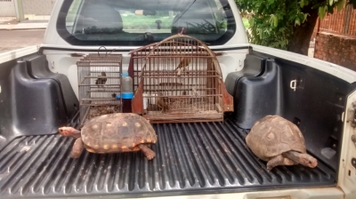 Polícia resgata jabutis na zona norte de Marília