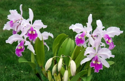 46ª Exposição Nacional de Orquídeas de Marília acontece neste fim de semana