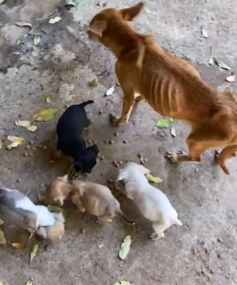 Cachorros e filhotes são resgatados pela PM. Eles sofriam maus-tratos e estavam sem água e comida
