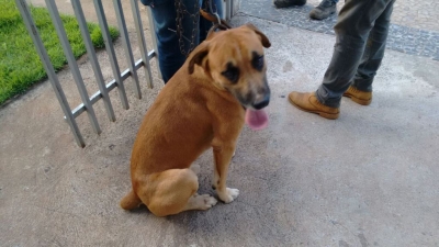 Cão agredido em vídeo é resgatado pela Polícia