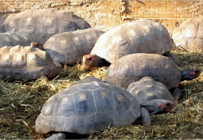 O que fazer ao encontrar um animal silvestre