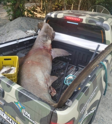 Tubarão martelo grávida com 23 filhotes é encontrada em praia, já sem vida