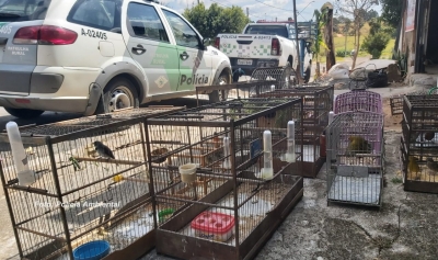 Polícia Ambiental resgata 30 pássaros silvestres em Marília