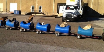 Aposentado cria trem para levar cães abandonados para passear