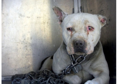 Ela passou toda a vida presa em correntes: agora sabe o que quer dizer ser amada e livre novamente