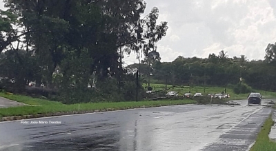 Temporal provoca queda de árvores e interdita a SP-294