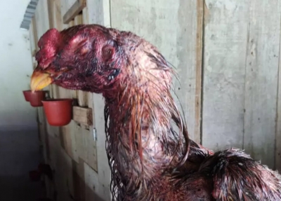 Homem é multado em R$ 48 mil por maus-tratos a galos usados em rinha em Marília