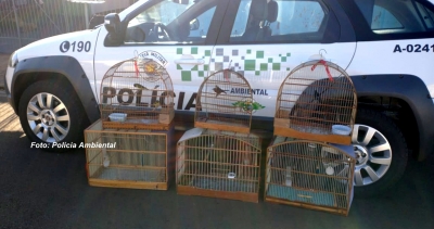 Criadores de aves silvestres são multados pela Polícia Ambiental