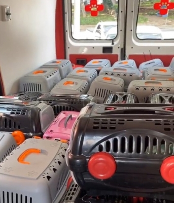 Van com 70 gatos resgatados de ONG é roubada e animais levados