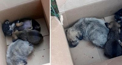 Filhotes de cachorro são abandonados em caixa de papelão em rua de Marília