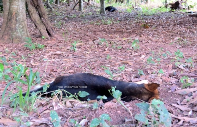 Dez cães morrem envenenados na zona norte de Marília