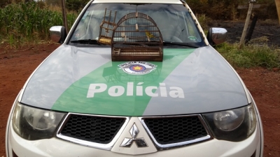  Polícia Militar resgata Canário da Terra 