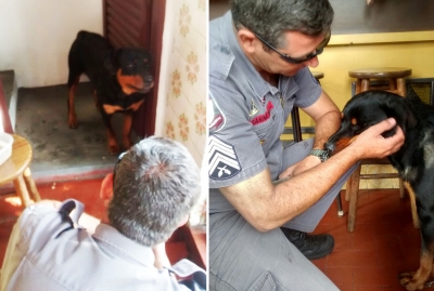 PMs localizam cão Rottweiler e procuram o dono