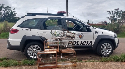Homem é multado em R$ 2,5 mil por manter aves silvestres em cativeiro