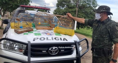 Polícia Ambiental apreende 10 pássaros silvestres em cativeiro