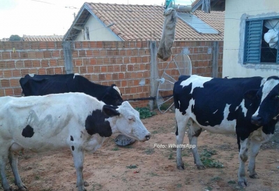 PM apreende gado furtado em conjunto habitacional