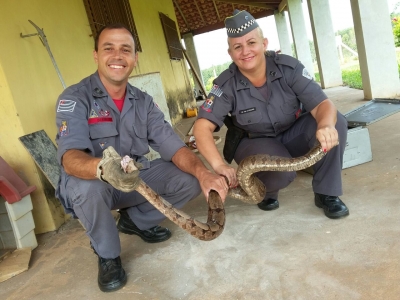 Jibóia é resgatada e devolvida na natureza por equipes da PM e Corpo de Bombeiros