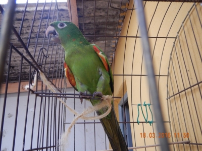 Polícia Ambiental resgata pássaros em cativeiro