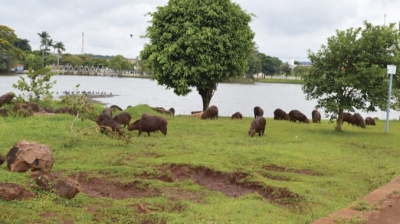 Menino de 8 anos morre vítima de febre maculosa na região