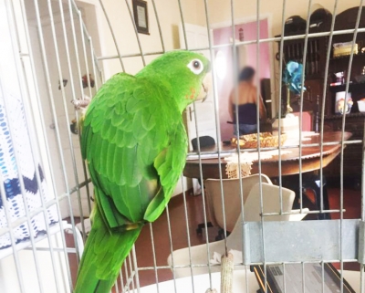 Polícia resgata pássaro no bairro Cascata