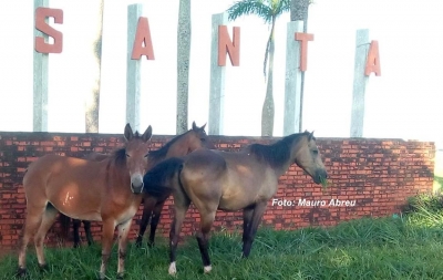 Cavalos soltos na SP-294 quase causam acidentes. Oito são recolhidos pela Prefeitura