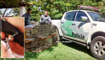 Pássaros com anilhas adulteradas são apreendidos