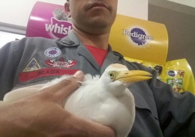 Bombeiros resgatam garça ferida por cerol