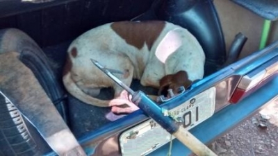 Polícia Ambiental flagra caçadores na região