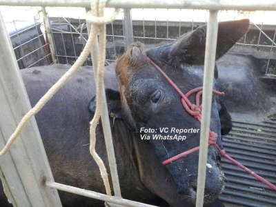 FLAGRANTE: homem é detido e multado por maltratar animal