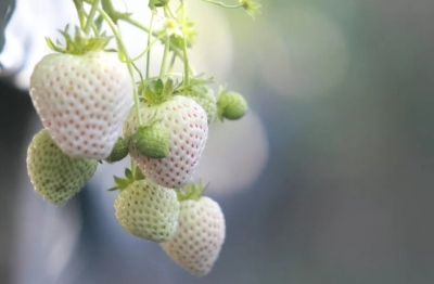 Morangos: produtor faz modificação genética e consegue frutos brancos