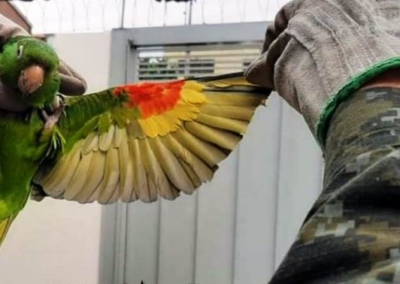 Homem recebe multa de R$ 3.500,00 por manter ave em cativeiro