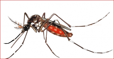 Alerta: Marília chega a 1.112 casos positivos de dengue