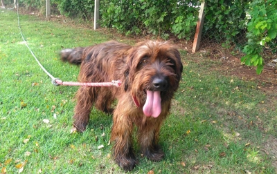 Cão é abandonado e amarrado em portão