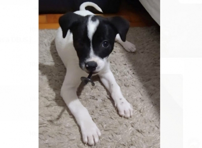 Maus tratos: vídeo flagra casal abandonando filhote de cachorro 