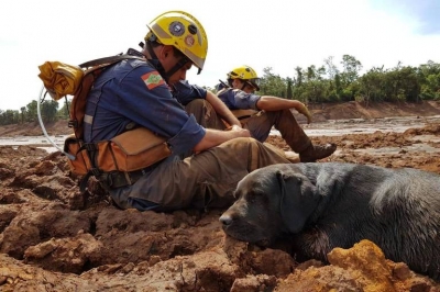 Tragédia em Brumadinho: a rotina dos cães farejadores que buscam desaparecidos