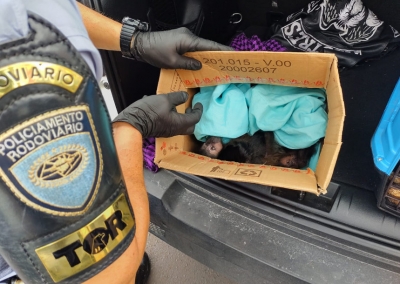 Crime ambiental: Polícia Rodoviária apreende carro transportando macacos